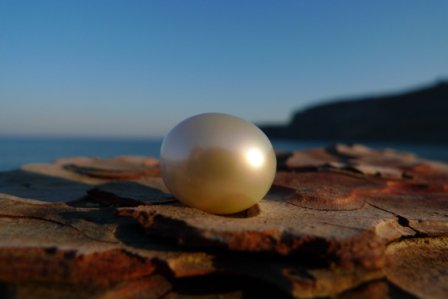 Südseeperle weiß Südseeperle weiß